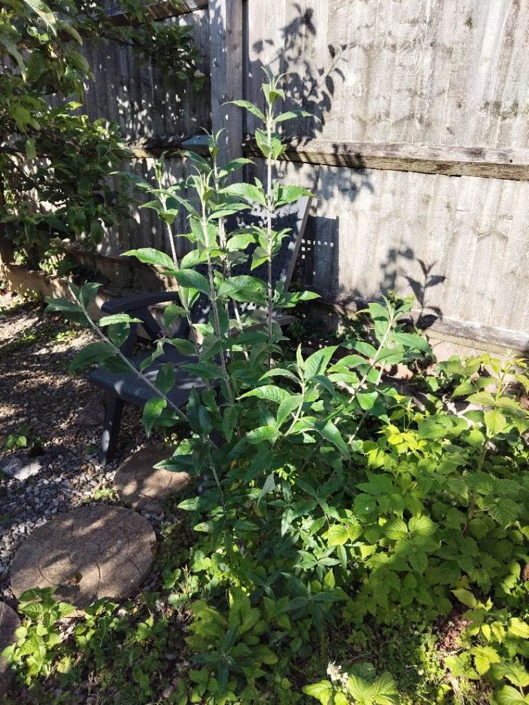 MAUVE BUDDLEIA BUSH