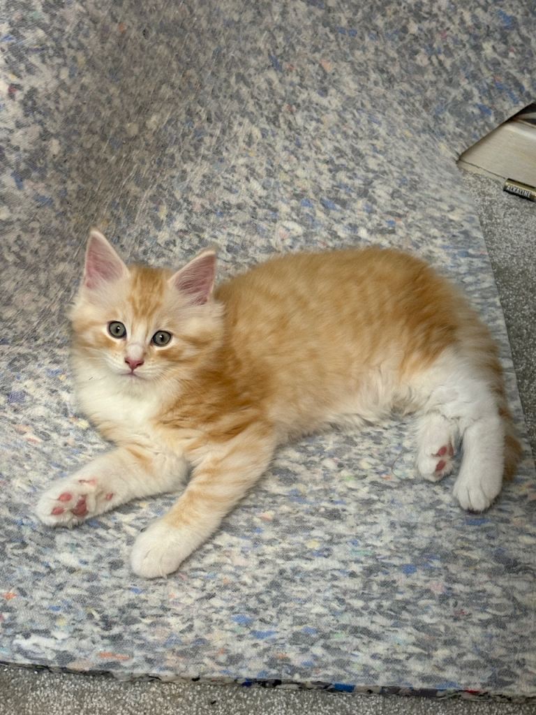 2 gorgeous and playful half Maine coon kittens for sale 