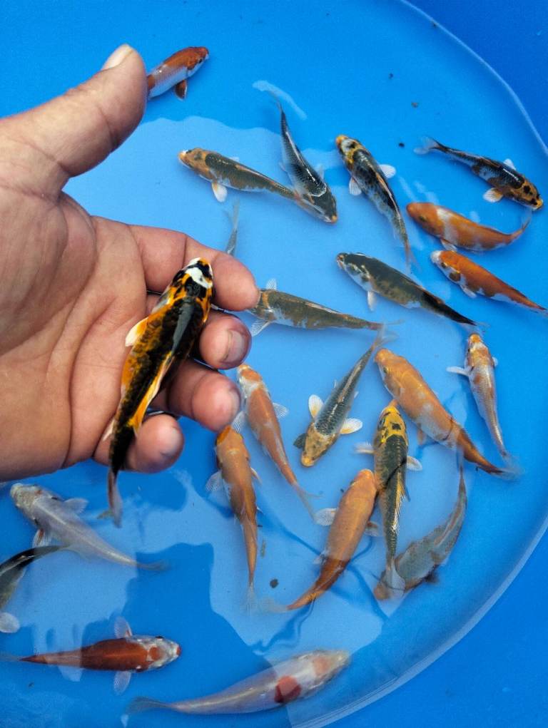 Koi carp