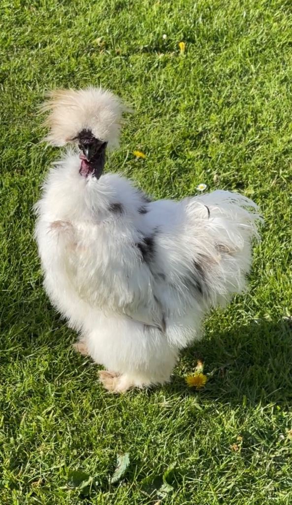 Silkie Rooster