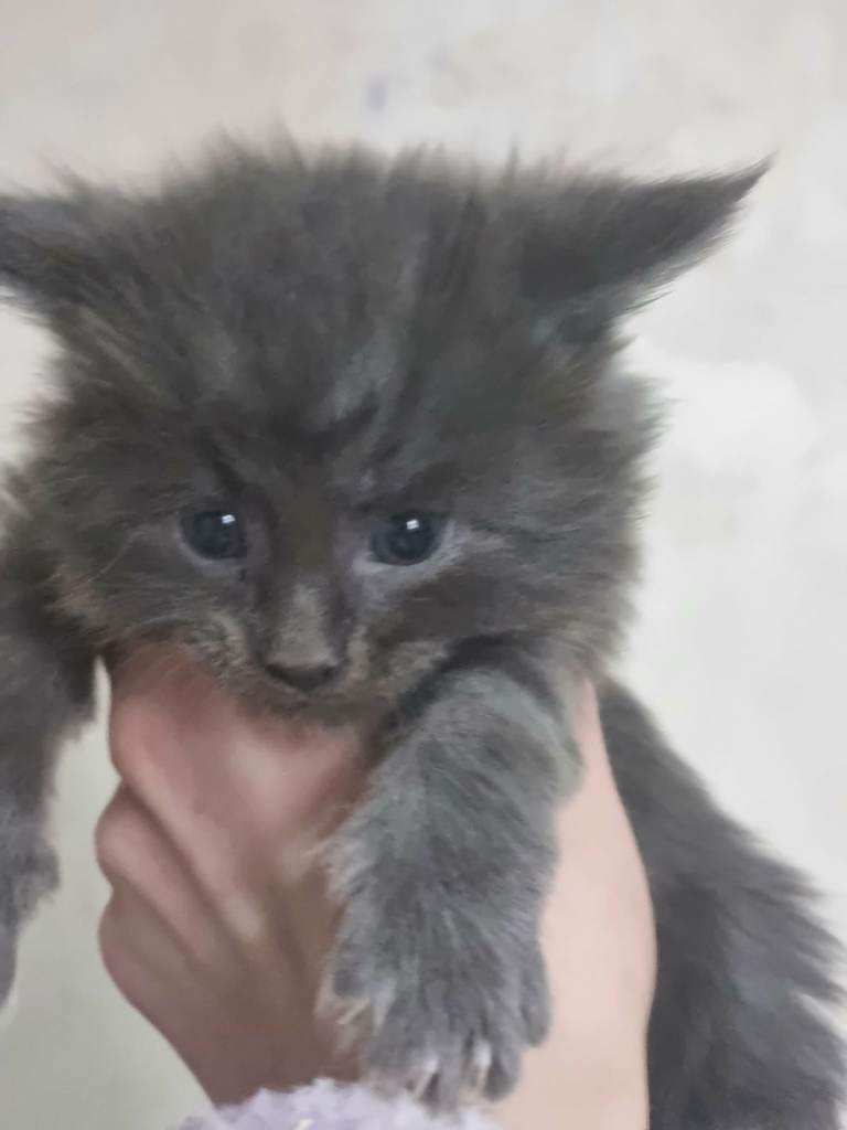 Stunning blue smoke male mainecoon 