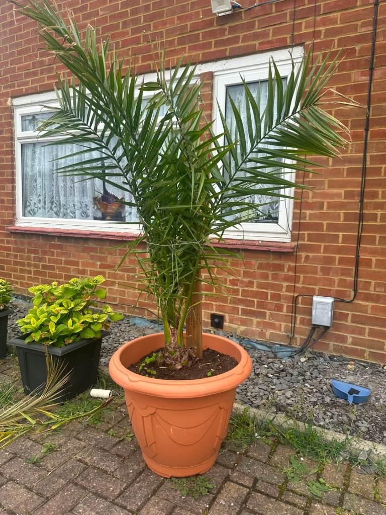Pygmy date palm tree