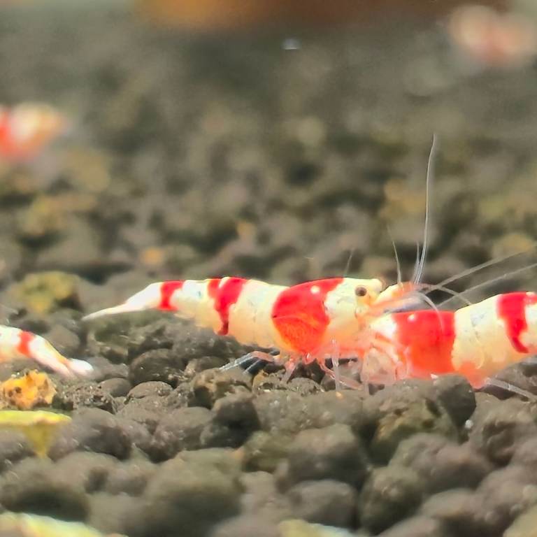 Crystal Red Shrimp / Live Tropical fish