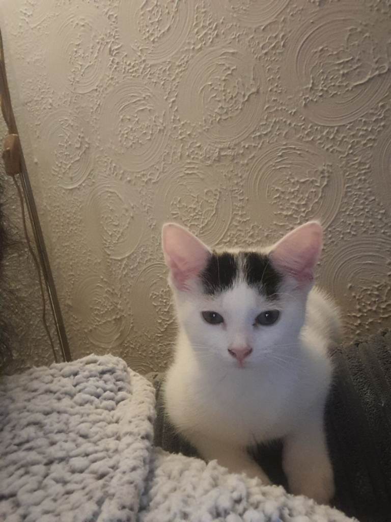 Female kitten for sale