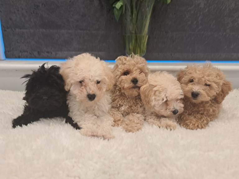 Vet Checked F1 Cavapoo Puppies