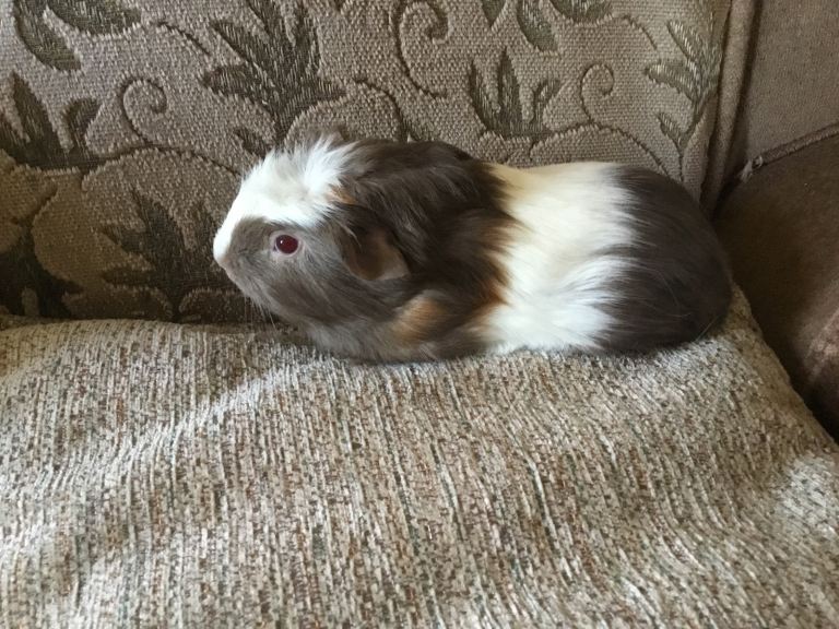 image for Baby males and females ready now 