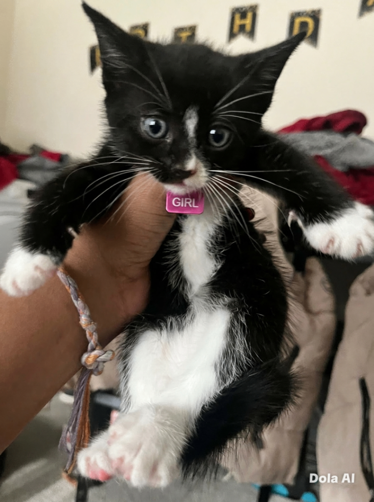Kittens boy and girl mix 