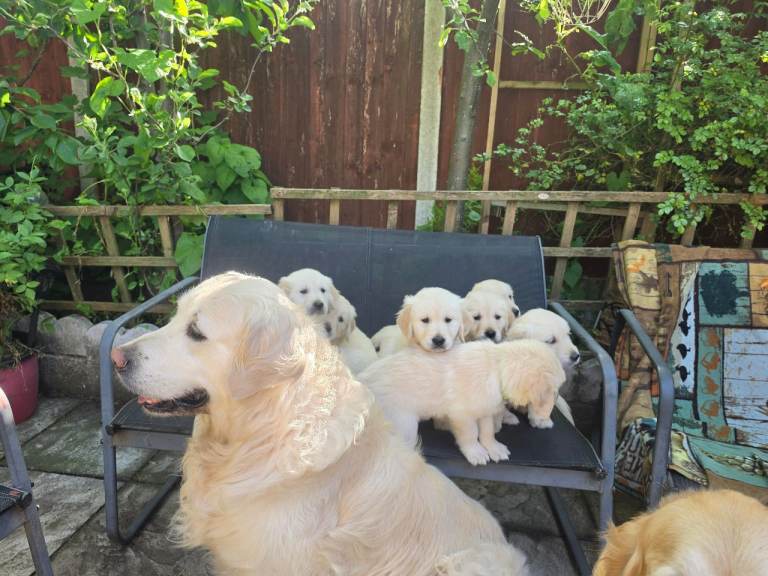 Golden retrievier puppy