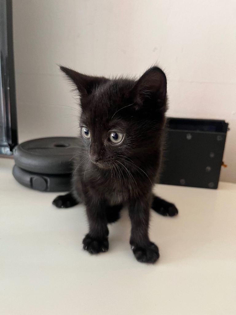 3 girls 1 boy Domestic Short Hair kitten £65 