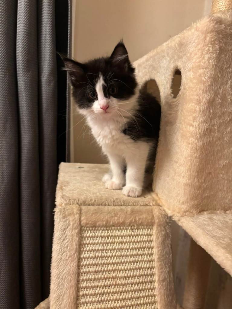 Full Maine coon kitten