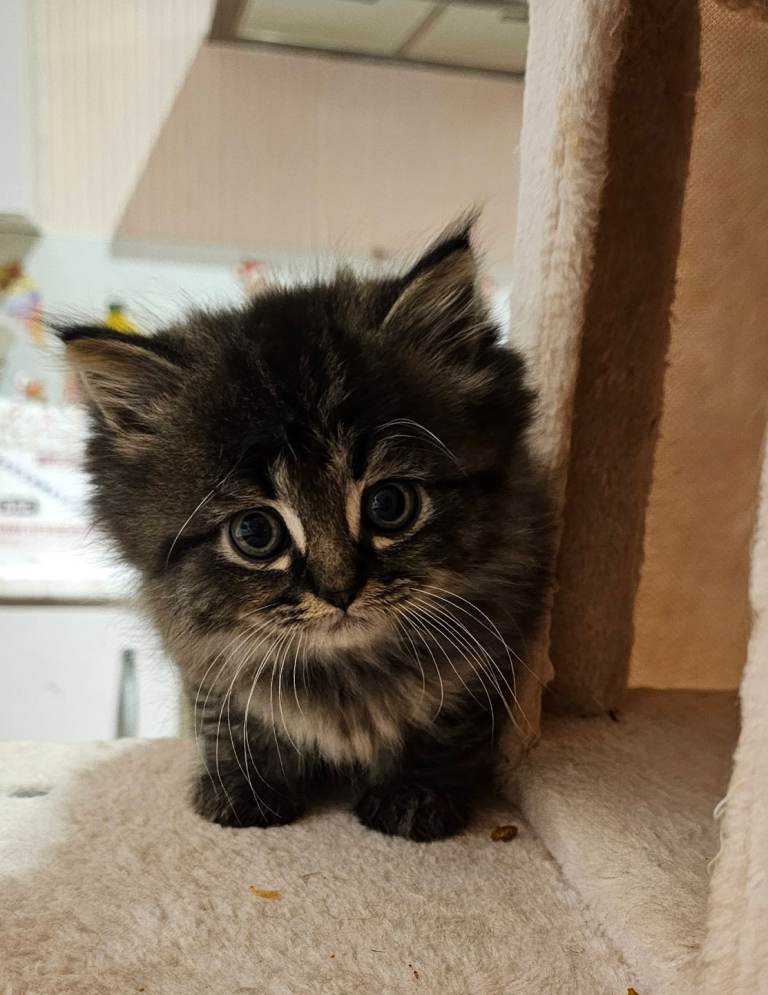 Pretty Persian cross kittens