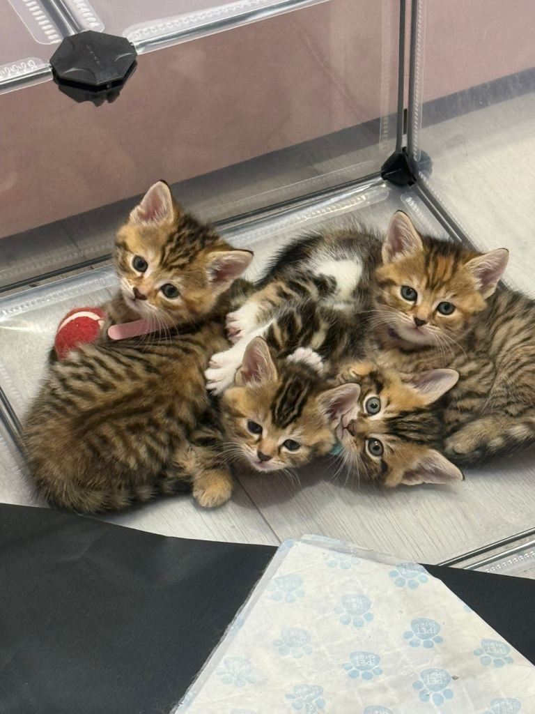 Kittens For Sale