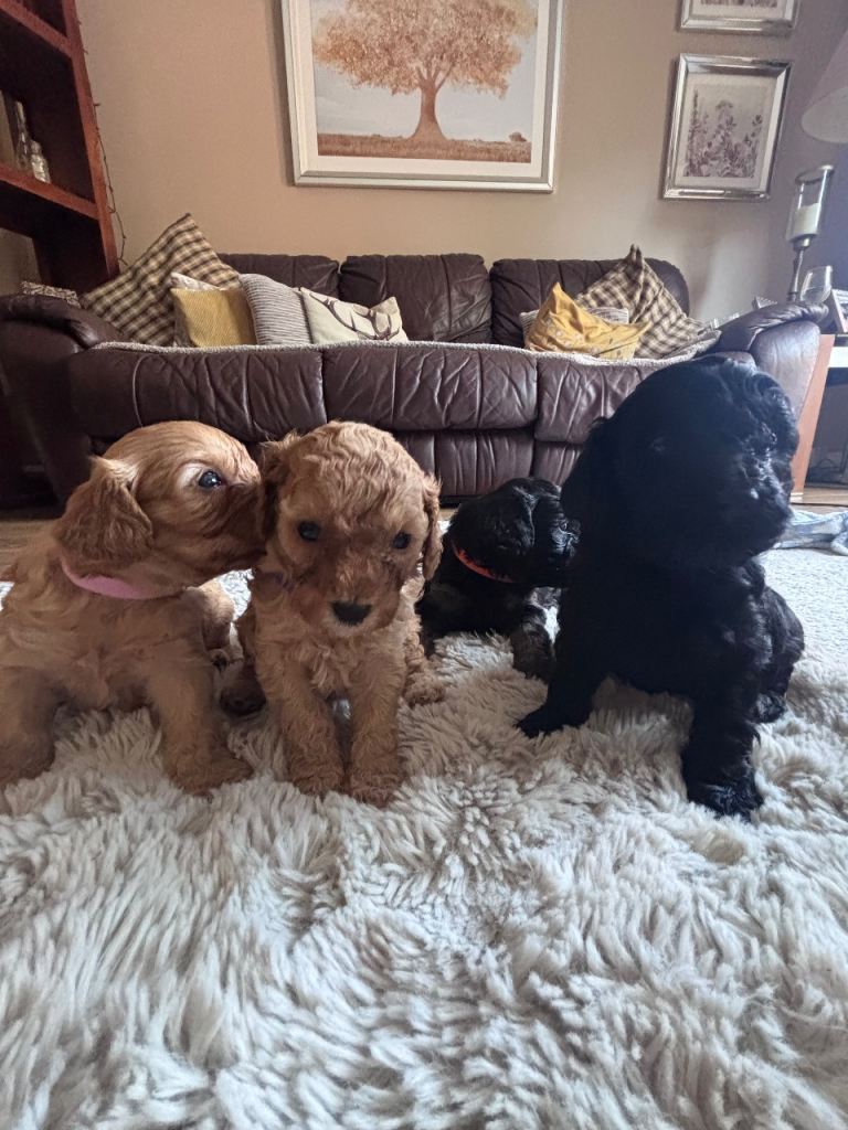 Stunning cockapoo puppie a