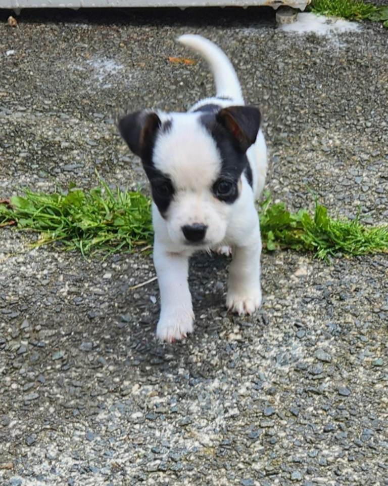 Jack russel puppys 