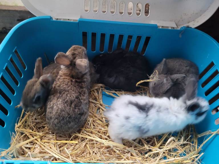 Baby rabbits 