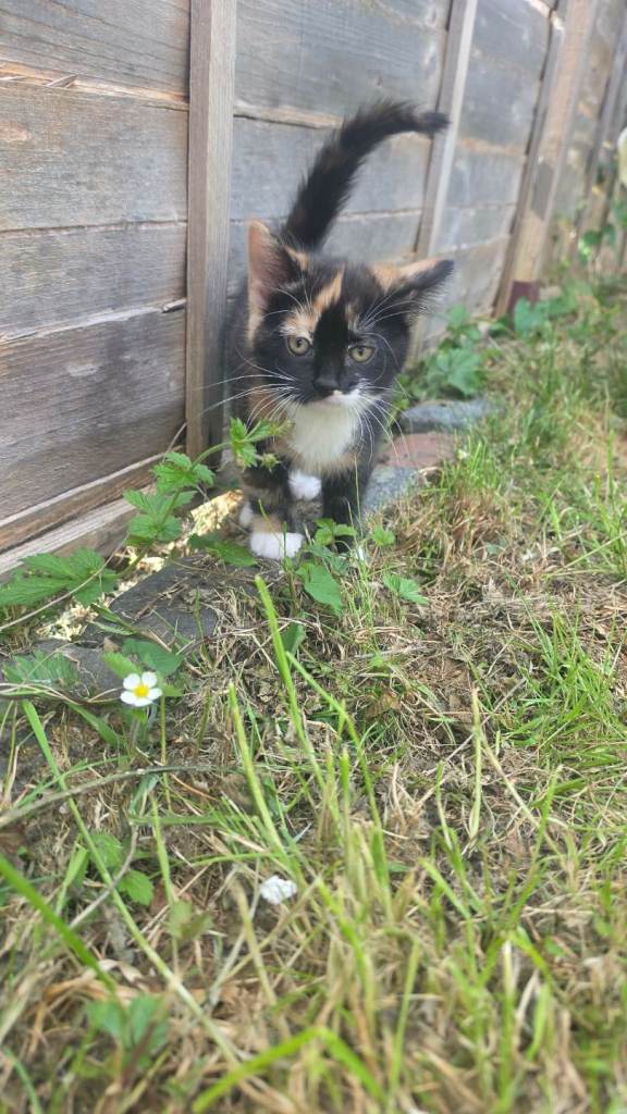 Cats for sale