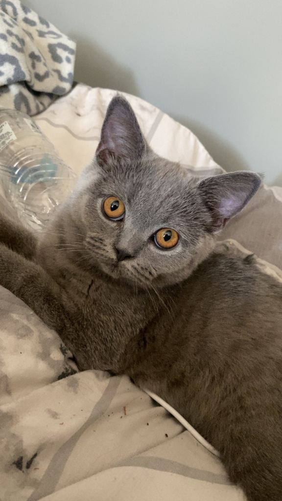 Female British shorthair kitten