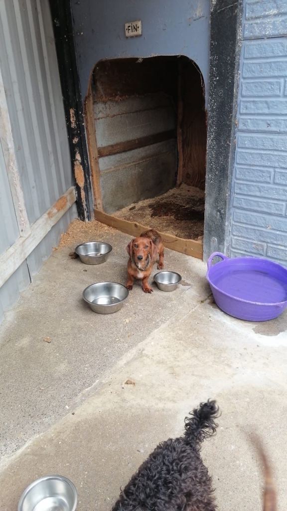🌭🐾 ADORABLE DACHSHUND PUPPIES LOOKING FOR THEIR FOREVER HOMES! 🐾🌭