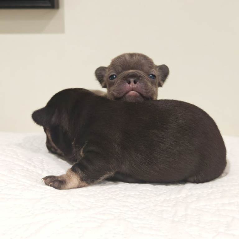 French bulldog puppies for sale 