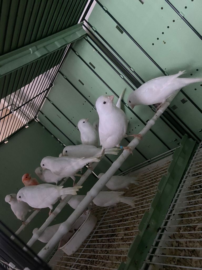 Canaries For Sale ( Check all images ) 