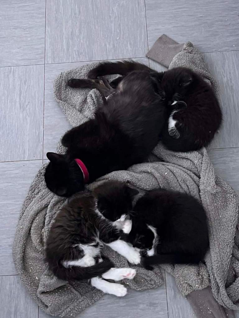 3 kittens