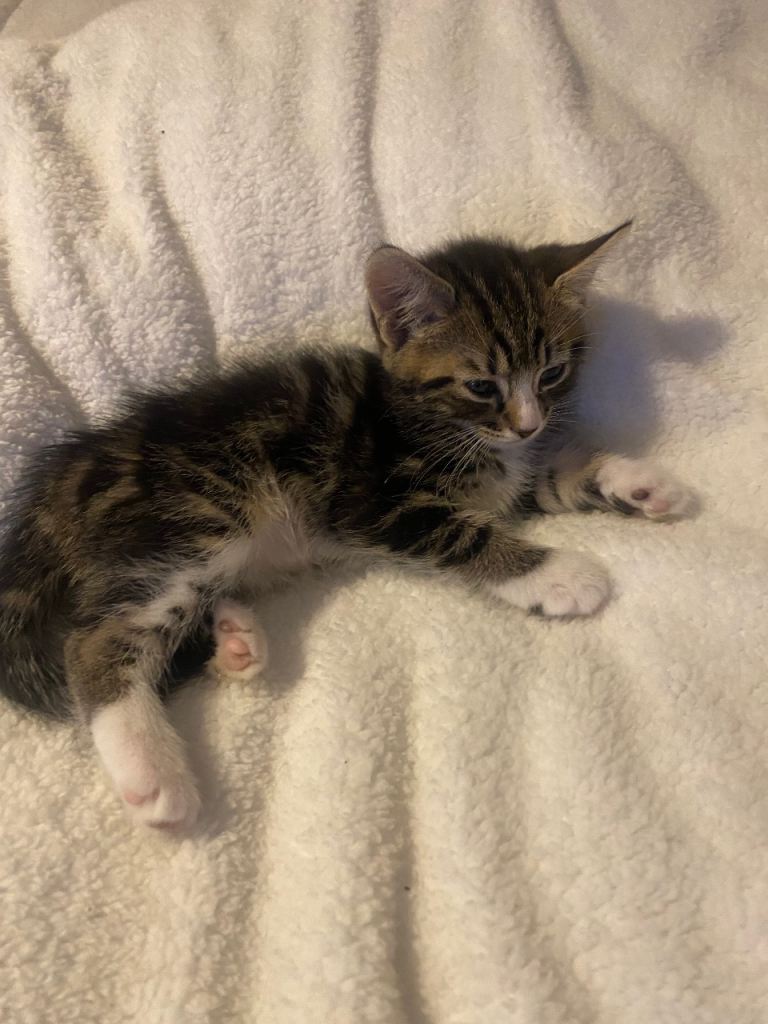 Tabby kitten 