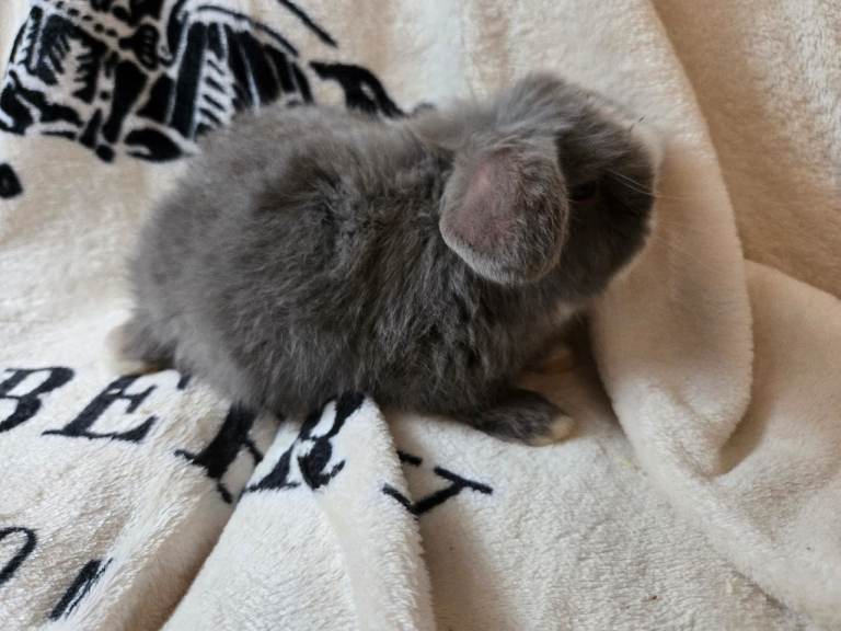 Stunning mini lops ready to secure!!!