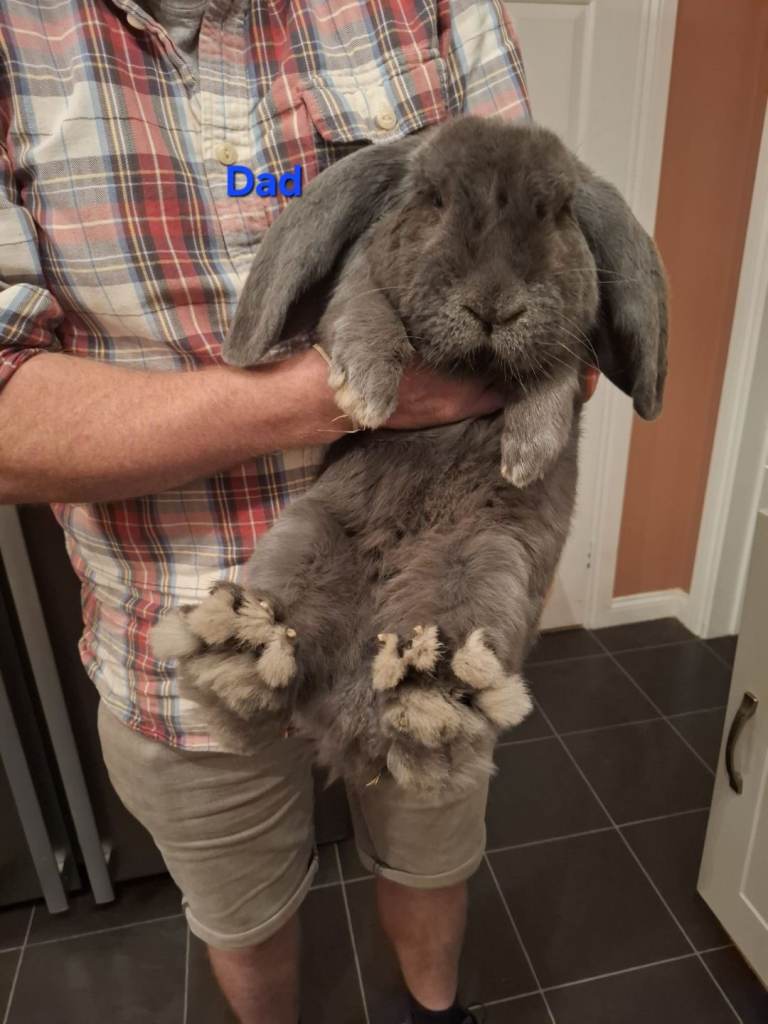 Pedigree giant french lops