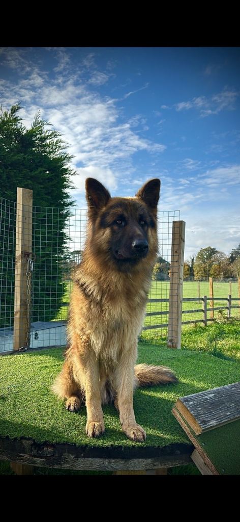 German Shepherd - 14 month old trained male