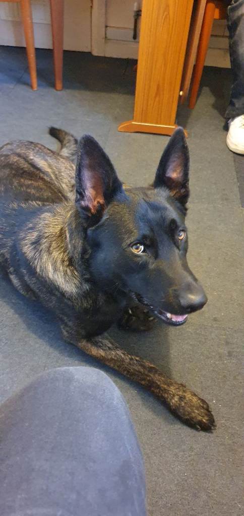 German shepherd cross 