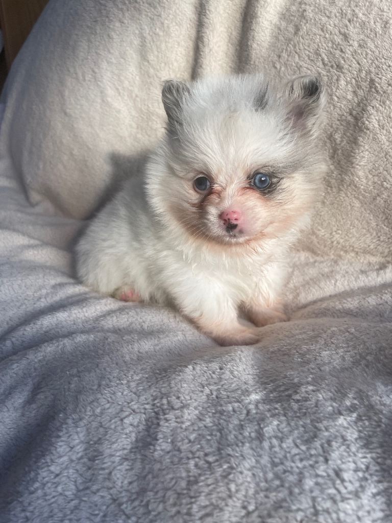 Pomeranians 