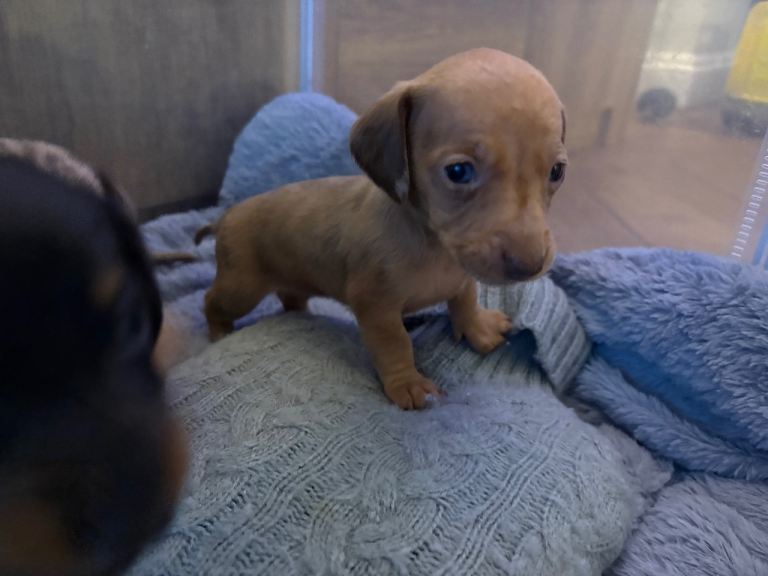 Miniature Dachshund for sale