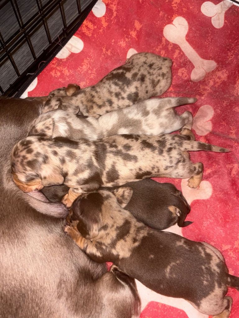 🐾 Miniature Smooth Haired Dachshund Puppies – KC Registered 🐾