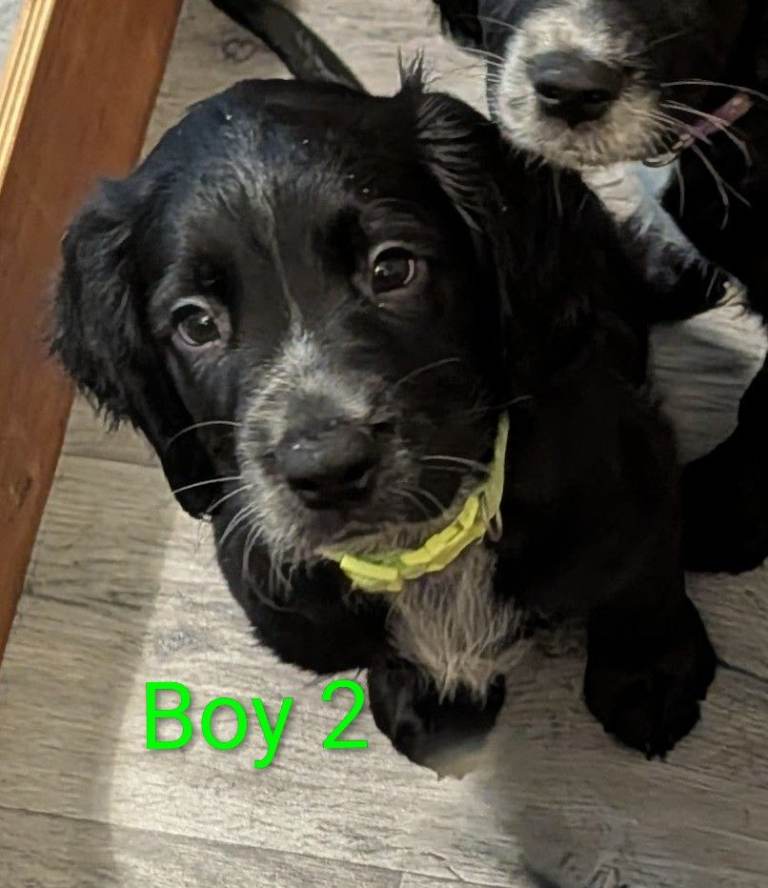 Ready Now! Sprocker Spaniel Puppies! 