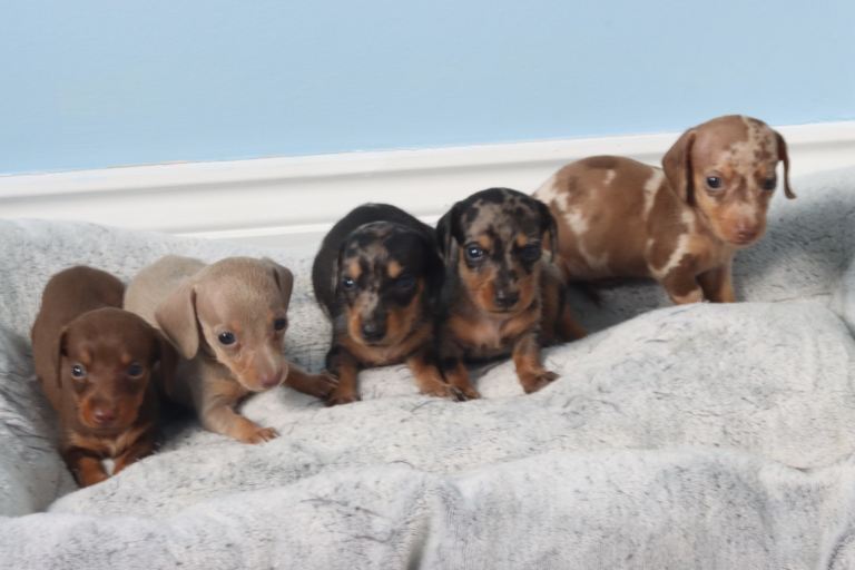 Dachshund Puppies - 2 Silver Dapple Boys - Choc Dapple, Lilac, Isabella Girls
