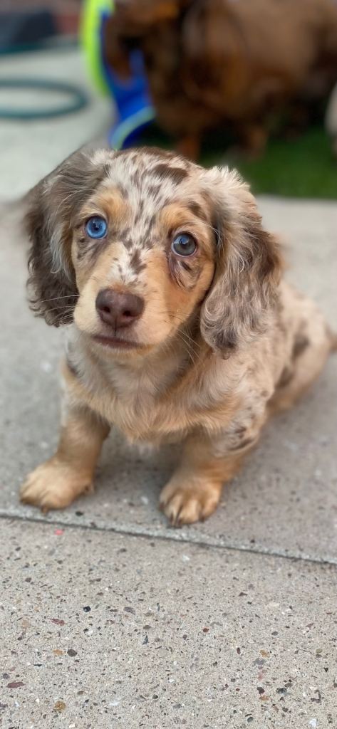 Miniature long haired dachunds (dapple)