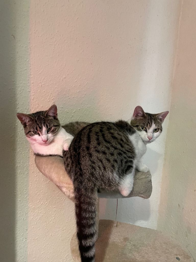 Adorable 8-Month-Old Sibling Pair Seeking Forever Home