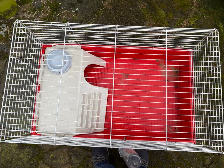 Indoor guinea pig cage