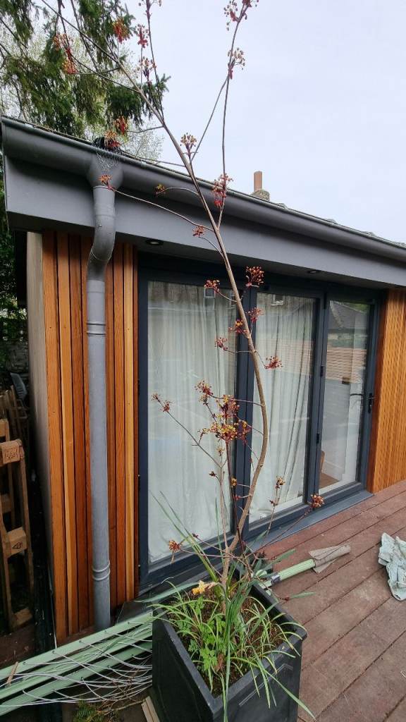 Established Red Maple Tree in Square Anthracite Planter