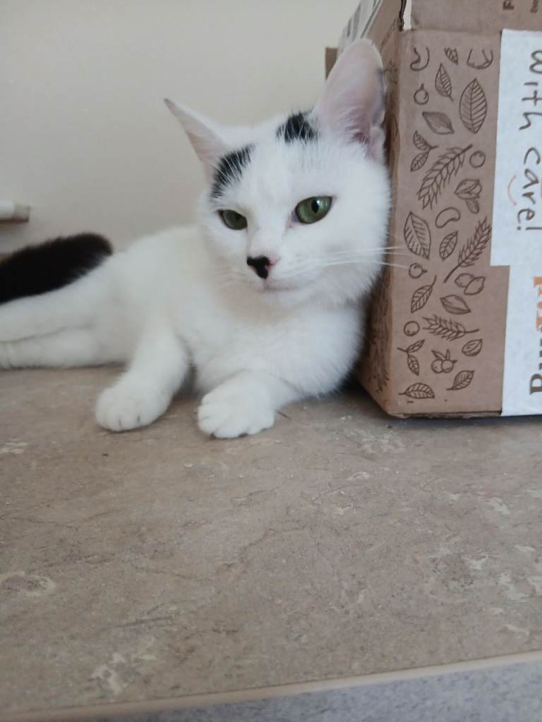 Cat needing new home