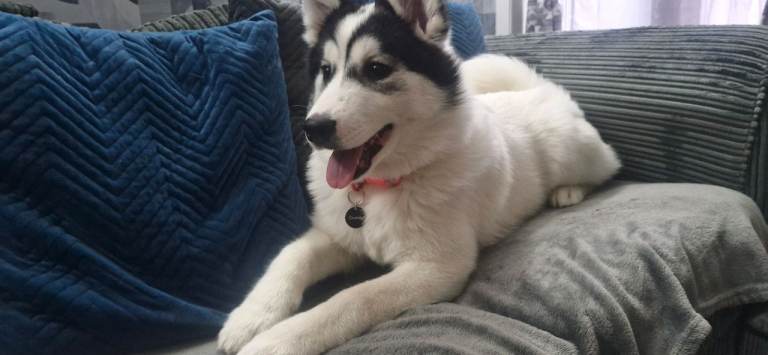 Siberian Husky x samoyed 
