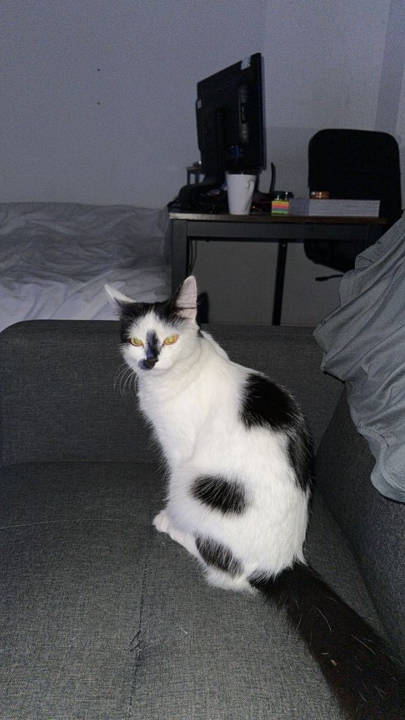 Lovely Black & White Female Cat – Affectionate & Calm