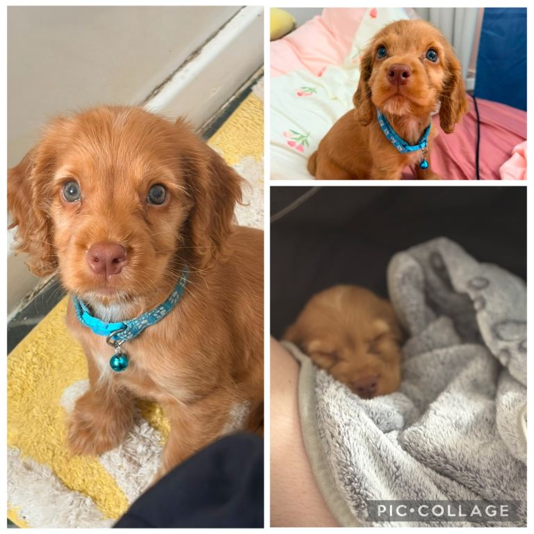 Cocker spaniel for sale