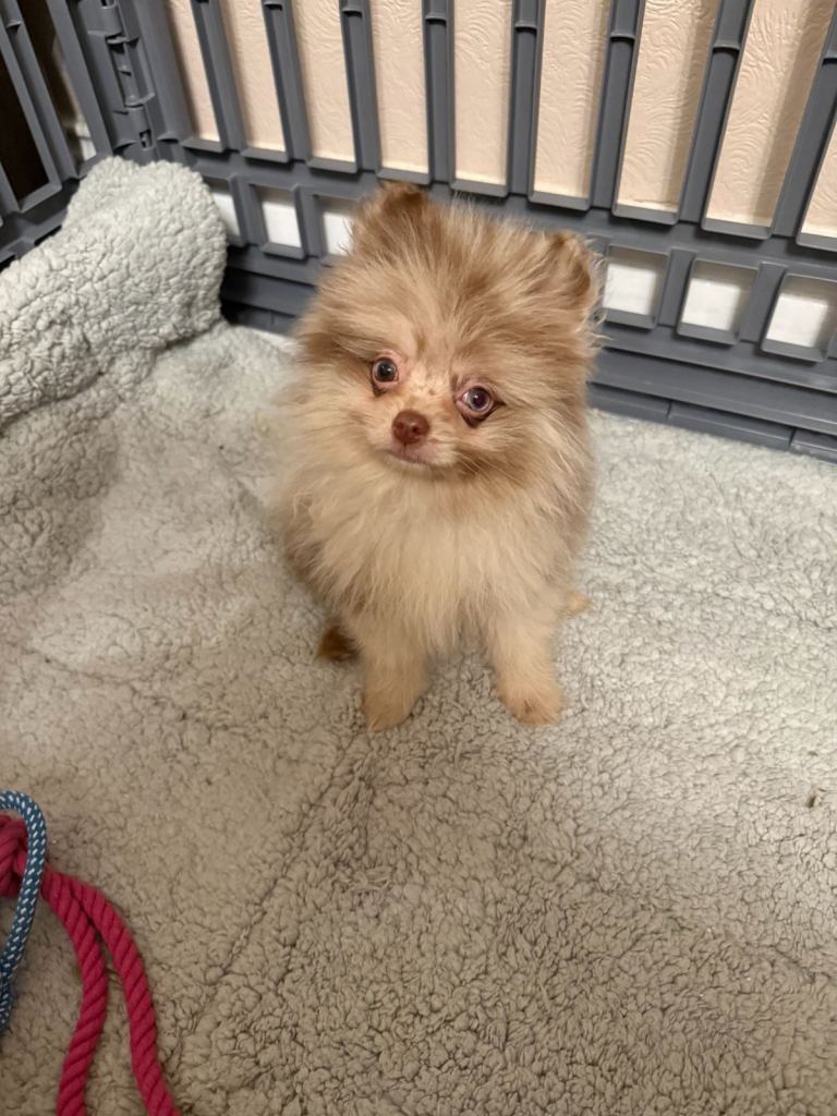 Pomeranian puppies Ready to Leave