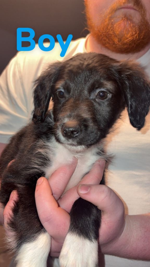 Springer x Collie pups 