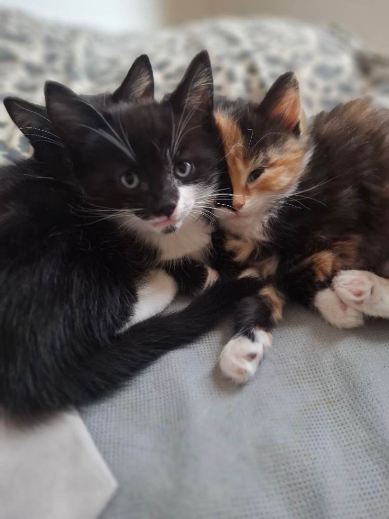 Mixed kittens 
