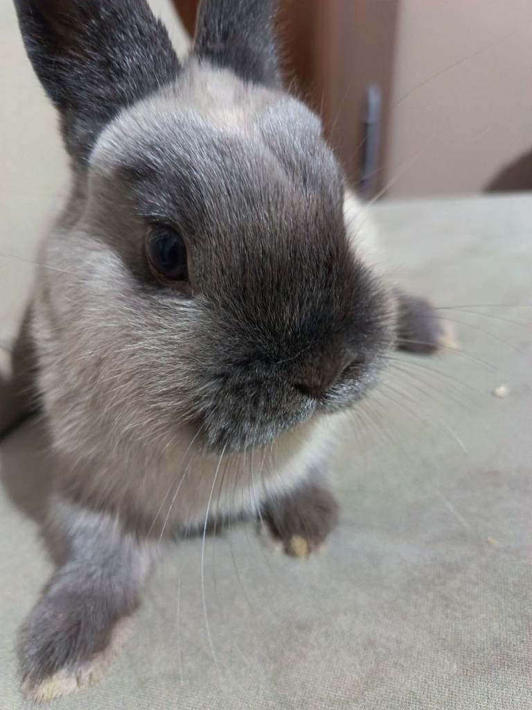 Bunny