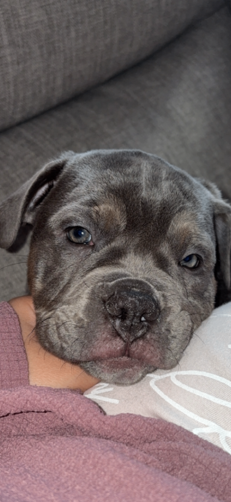 12 week old beautiful old tyme English bulldog 