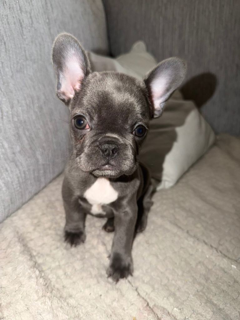 French bulldog puppy 