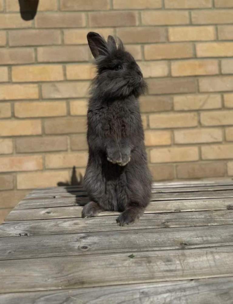 Adult Lionhead Rabbit (8 months old)